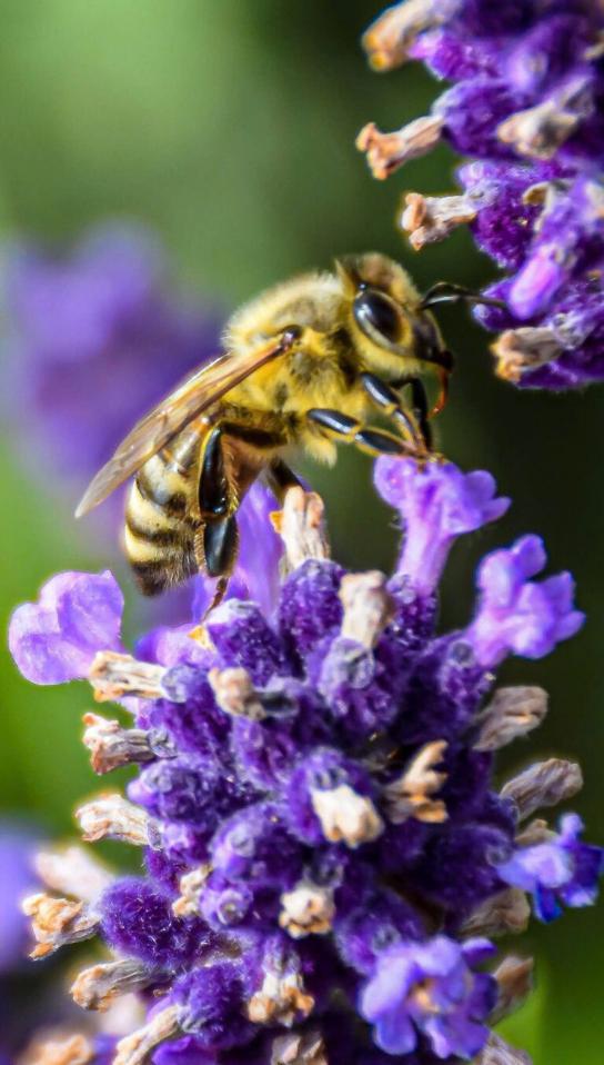bee-768x1352