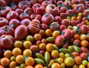 Read more about the article The Story Behind the 42 Types of Tomatoes in My Garden
